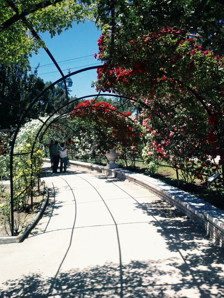 A rose tunnel in the park.